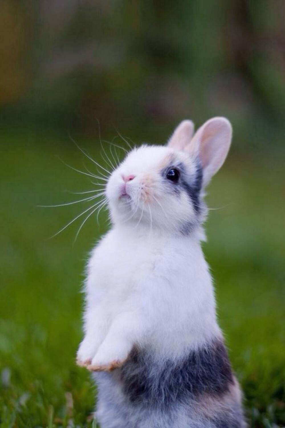 手机版兔子(手机版兔子人怎么联机)
