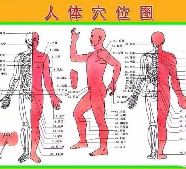 经络手机版(经络app推荐)-第2张图片-太平洋在线下载