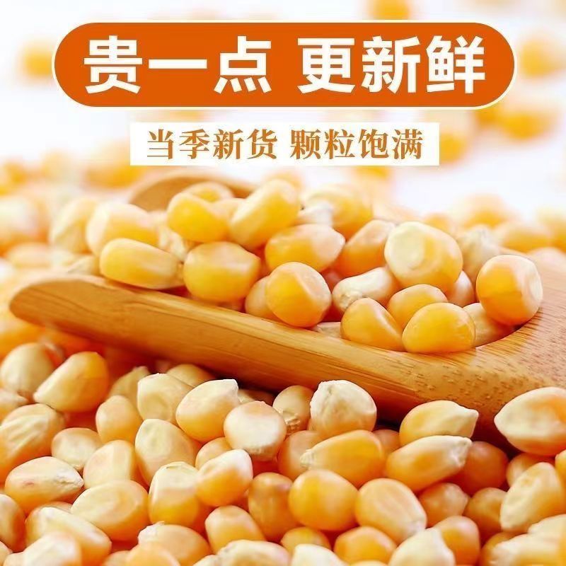 金谷玉米粮食网手机版(金谷玉米粮食网手机版报价)-第2张图片-太平洋在线下载