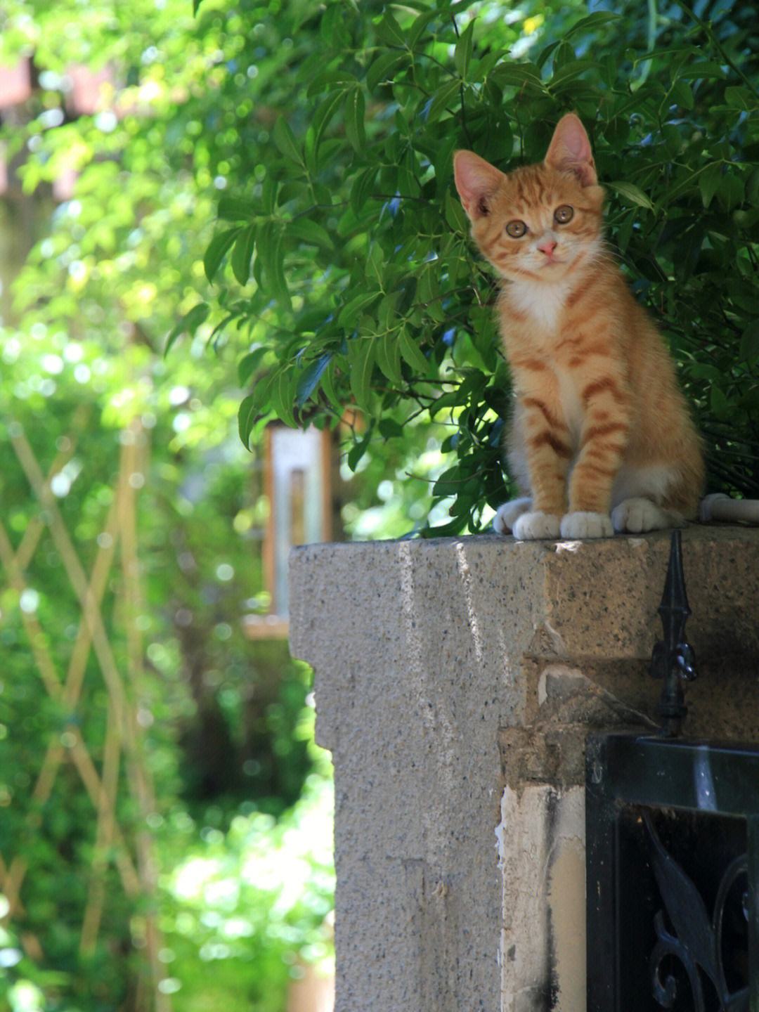 苹果版皮猴(皮猴53版本)-第2张图片-太平洋在线下载